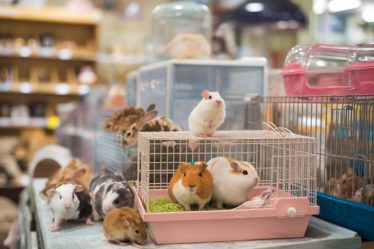 Adopter un rongeur : guide pour bien choisir et accueillir votre nouveau compagnon.