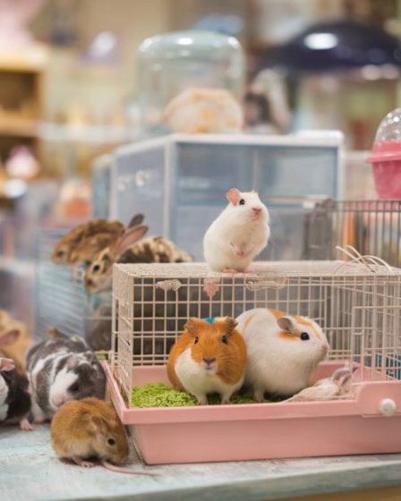 Adopter un rongeur : guide pour bien choisir et accueillir votre nouveau compagnon.