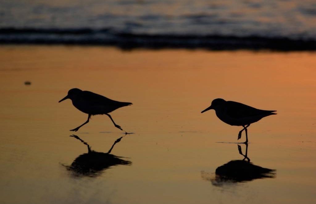 Les oiseaux du Serengeti : un paradis pour les ornithologues