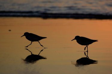 Les oiseaux du Serengeti : un paradis pour les ornithologues
