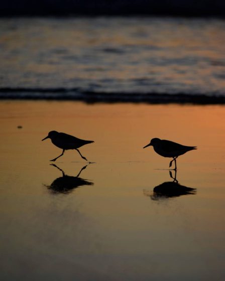 Les oiseaux du Serengeti : un paradis pour les ornithologues