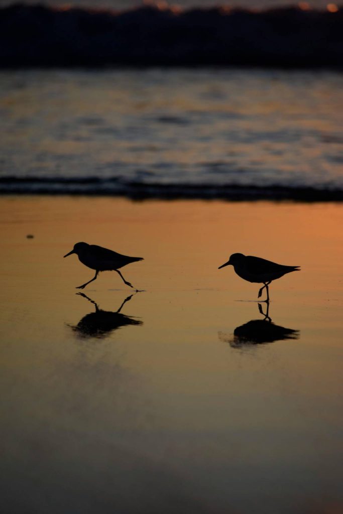 Les oiseaux du Serengeti : un paradis pour les ornithologues