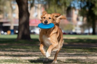10 idées de sports canins pour renforcer le lien avec votre chien