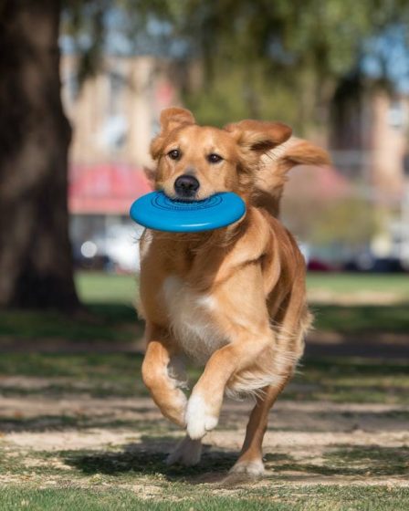 10 idées de sports canins pour renforcer le lien avec votre chien