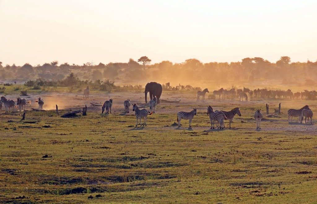 Quand la nature s’éveille : la saison de la migration au Masai Mara