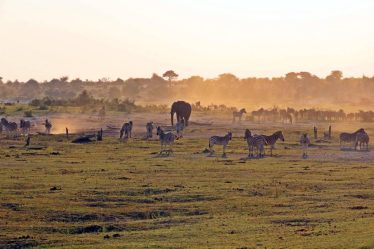 Quand la nature s’éveille : la saison de la migration au Masai Mara