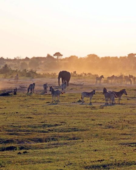 Quand la nature s’éveille : la saison de la migration au Masai Mara