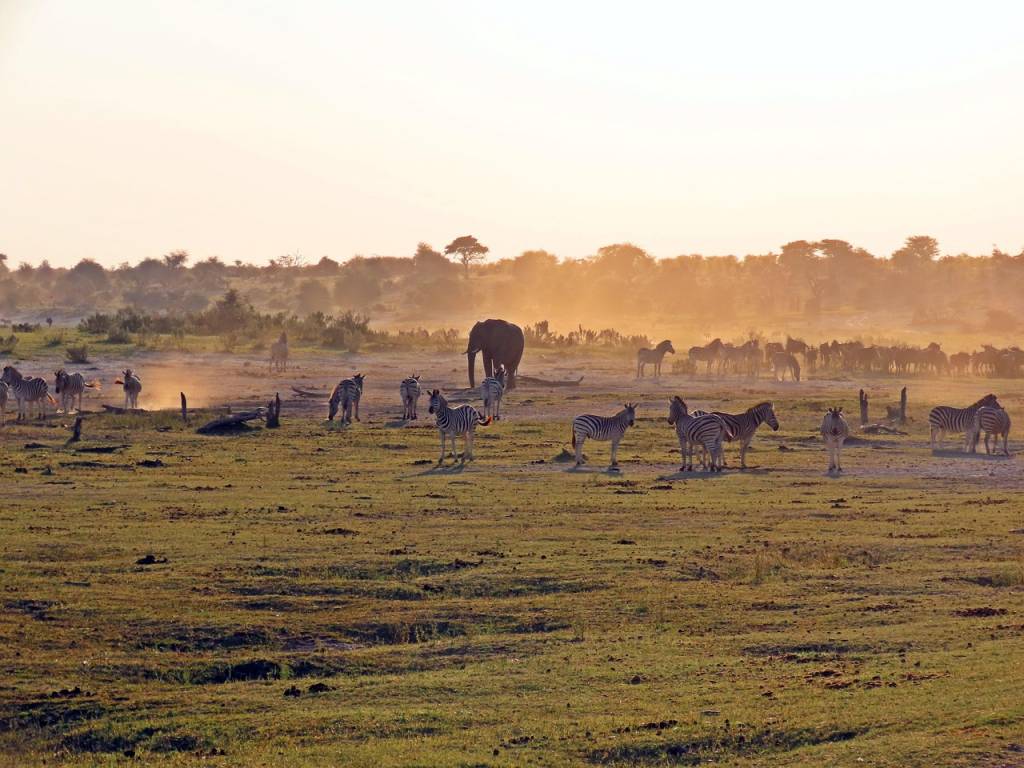 Quand la nature s’éveille : la saison de la migration au Masai Mara