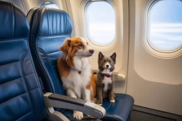 Voyager en avion avec son chien ou son chat : règles, préparation et conseils pratiques