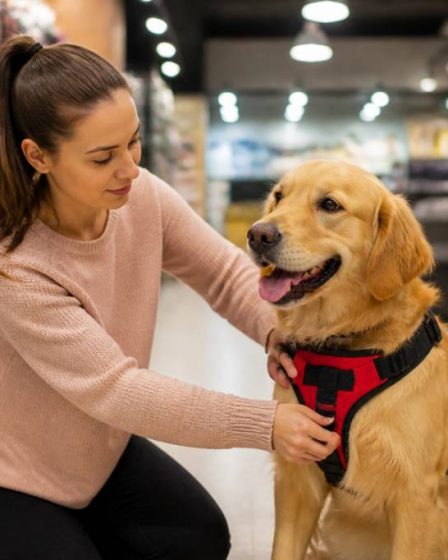 Comment choisir le bon harnais pour chien ou chat : guide pratique pour la sécurité et le confort