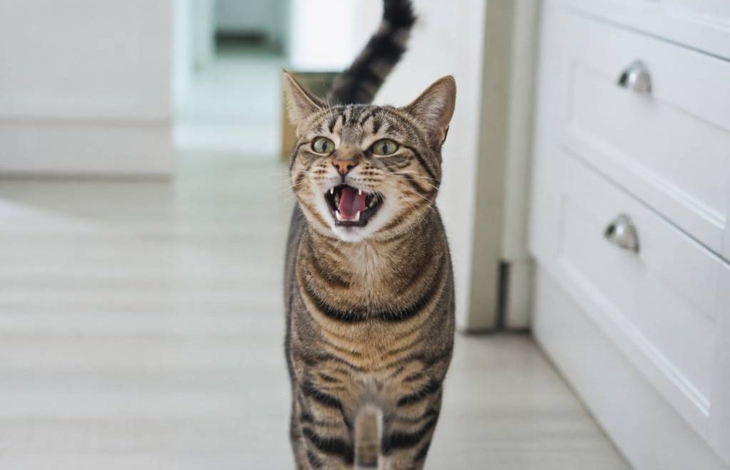 Chat qui miaule fort : causes possibles et solutions pour le calmer