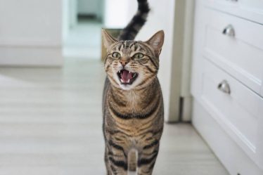 Chat qui miaule fort : causes possibles et solutions pour le calmer