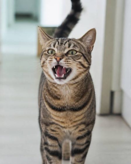 Chat qui miaule fort : causes possibles et solutions pour le calmer