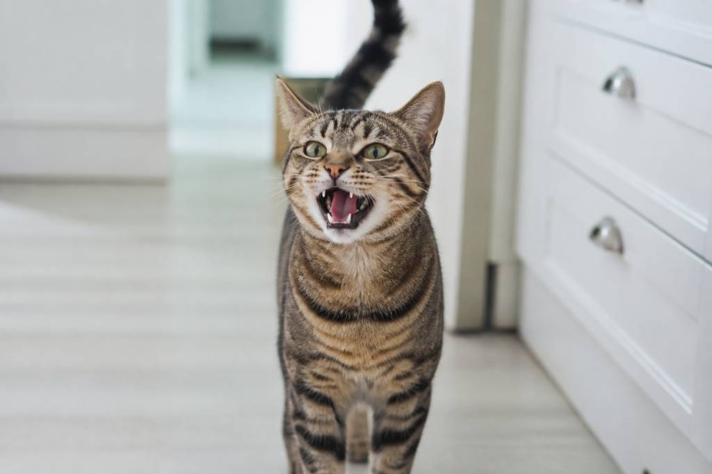Chat qui miaule fort : causes possibles et solutions pour le calmer