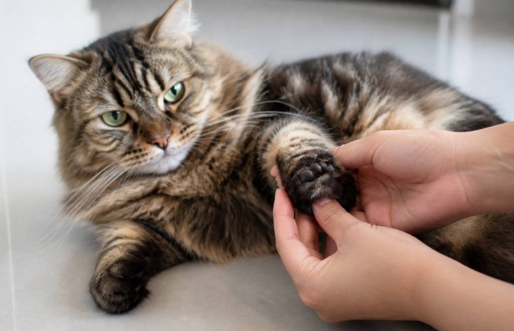 Coussinet chat gonflé et douloureux : causes, soins et quand consulter