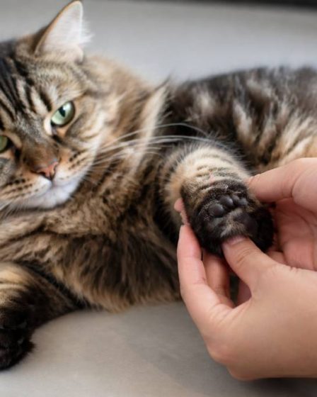 Coussinet chat gonflé et douloureux : causes, soins et quand consulter