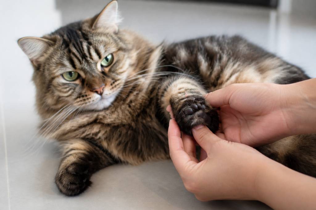 Coussinet chat gonflé et douloureux : causes, soins et quand consulter