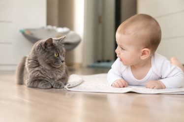 Chats et bébé : comment organiser une cohabitation sereine