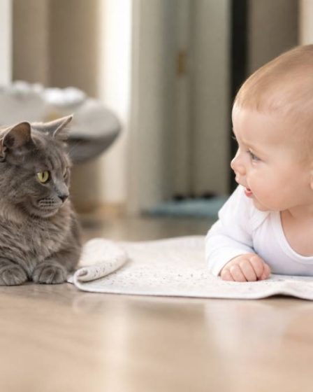 Chats et bébé : comment organiser une cohabitation sereine