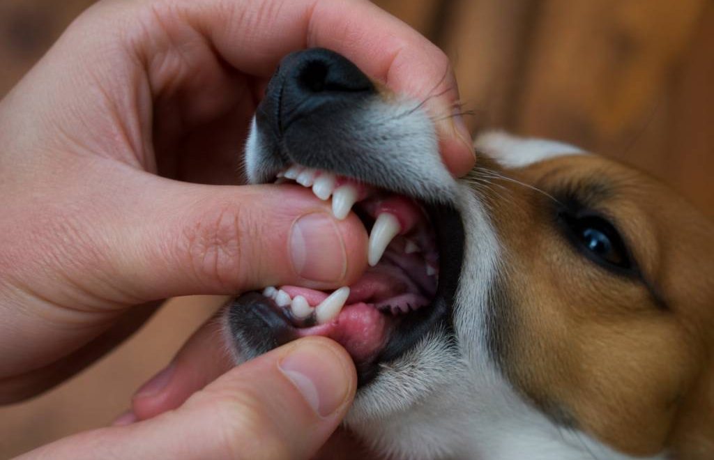 Dent de lait chien : tout ce qu’il faut savoir