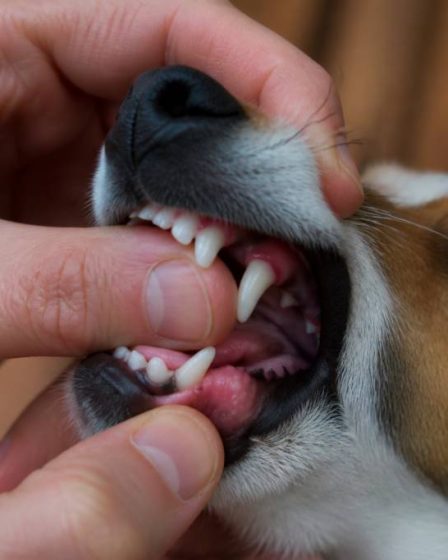 Dent de lait chien : tout ce qu’il faut savoir