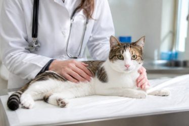 A quel âge stérilisation chat femelle : à quel moment la faire et pourquoi