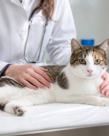A quel âge stérilisation chat femelle : à quel moment la faire et pourquoi