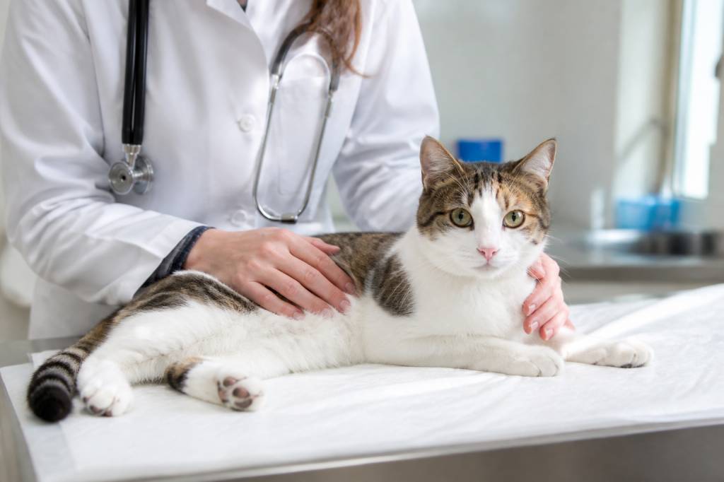 A quel âge stérilisation chat femelle : à quel moment la faire et pourquoi